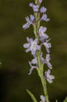 Narrowleaf vervain